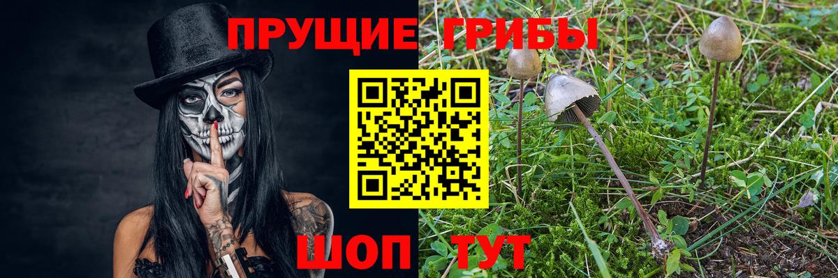 Ступино  Галлюциногенные грибы Psilocybine cubensis  Вход с VPN 